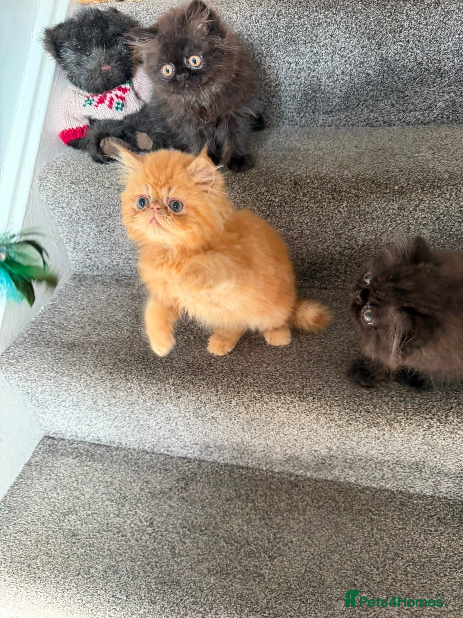 Persian cats Pedigree Registered Persians  - Advert 2
