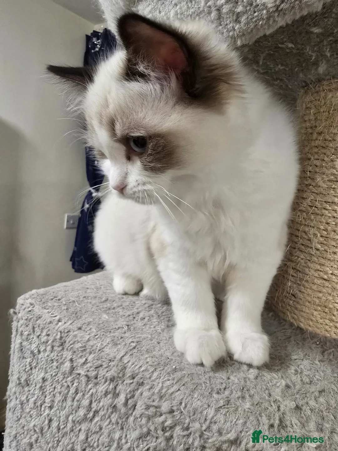 Ragdoll cats for sale: Last Gccf registered girl available  - Advert 4