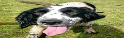 English Springer Spaniel dogs for adoption: Skye Black & White ESS 2 year old Adult  - Advert 6