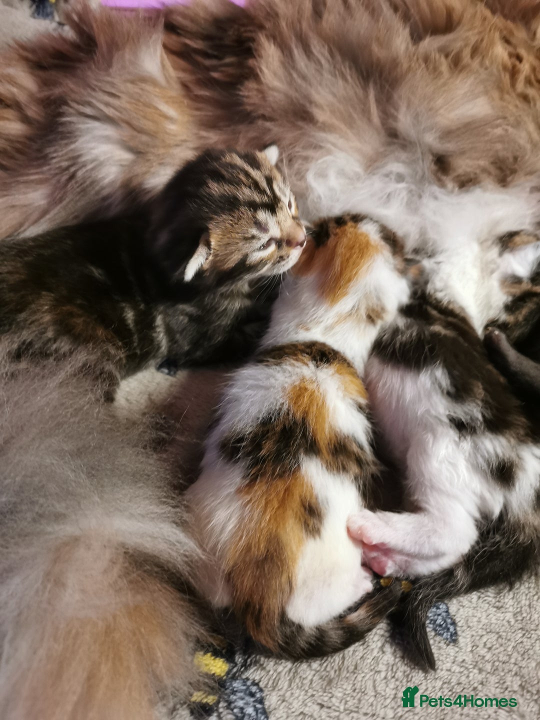 Mixed Breed cats for sale: Maine coon cross kittens for sale - Advert 10