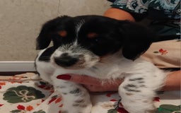 Jack Russell dogs for sale: Two jackrussel puppy's for sale - Image 12