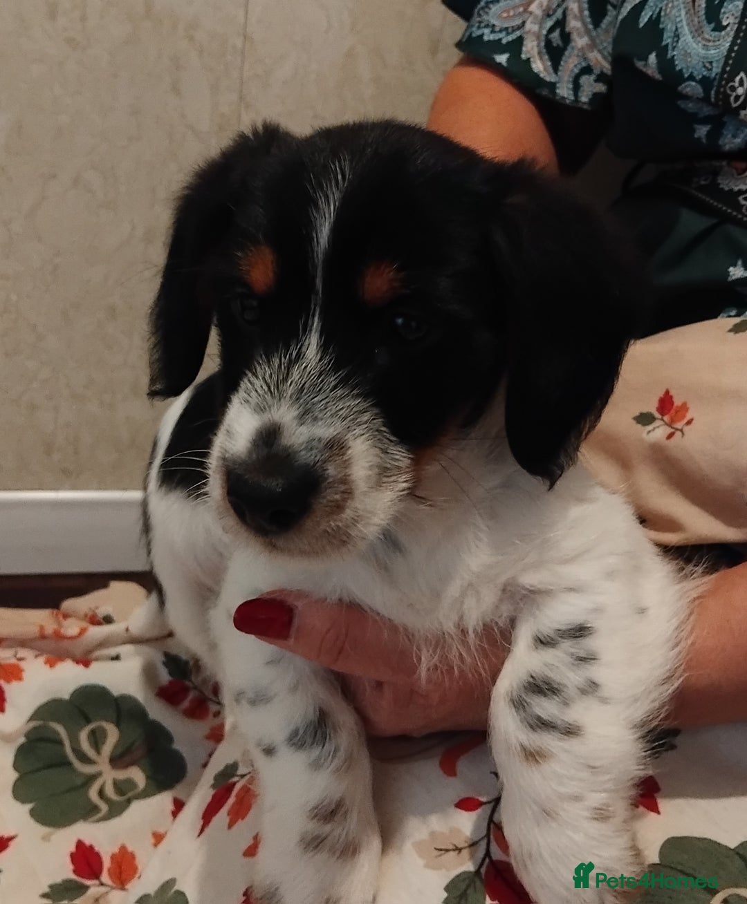 Jack Russell dogs for sale: Two jackrussel puppy's for sale - Image 12