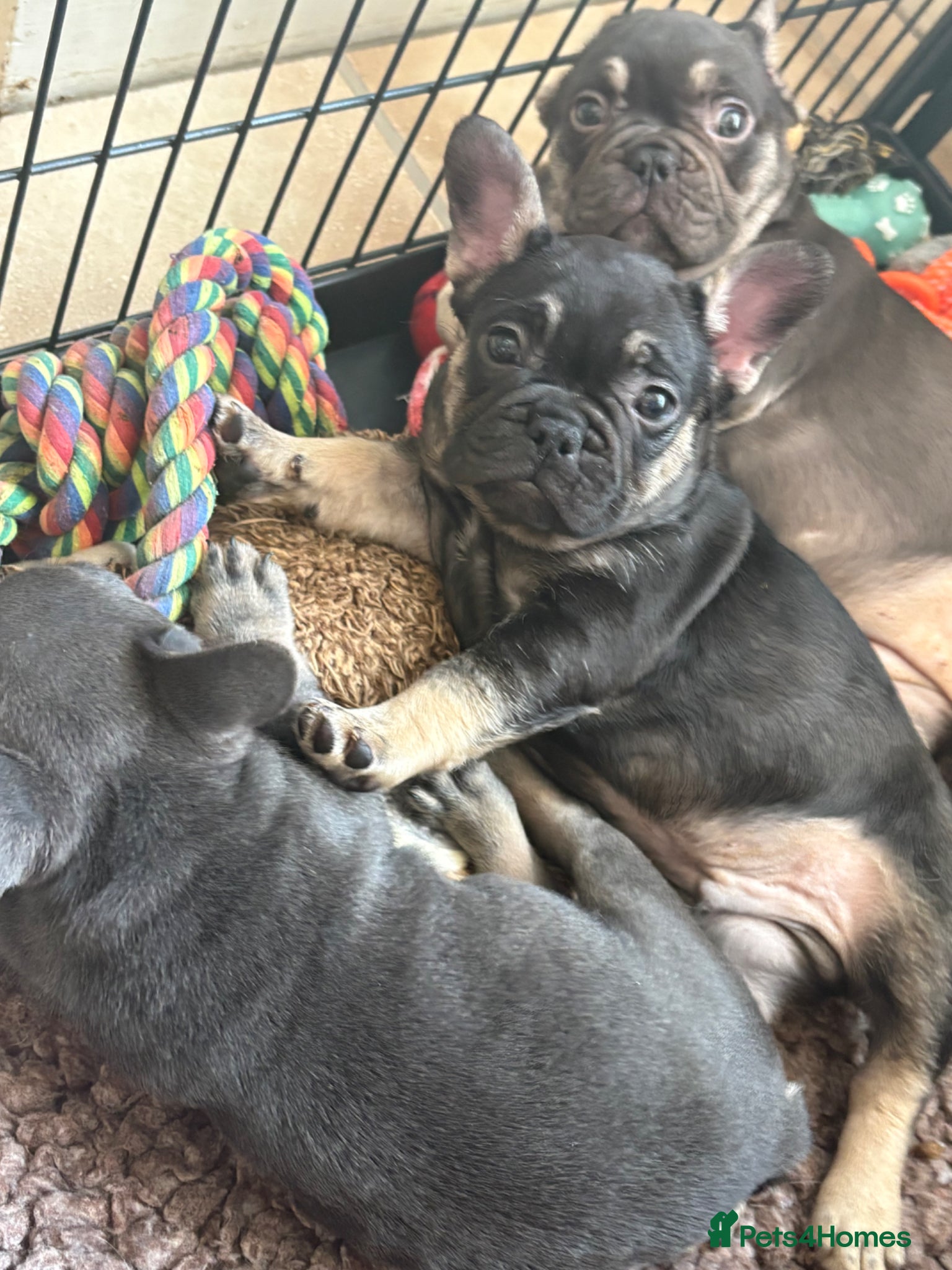 French Bulldog dogs Stunning French bulldogs  - Advert 14