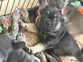 French Bulldog dogs Stunning French bulldogs - Advert 1