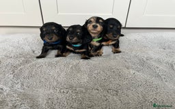Dachshund dogs for sale: STANDARD LONGHAIR DACHSHUNDS - Image 6