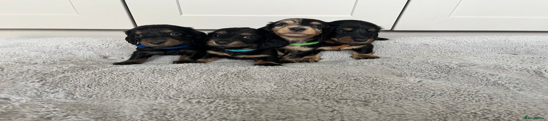 Black and Tan Dachshund Puppy 4