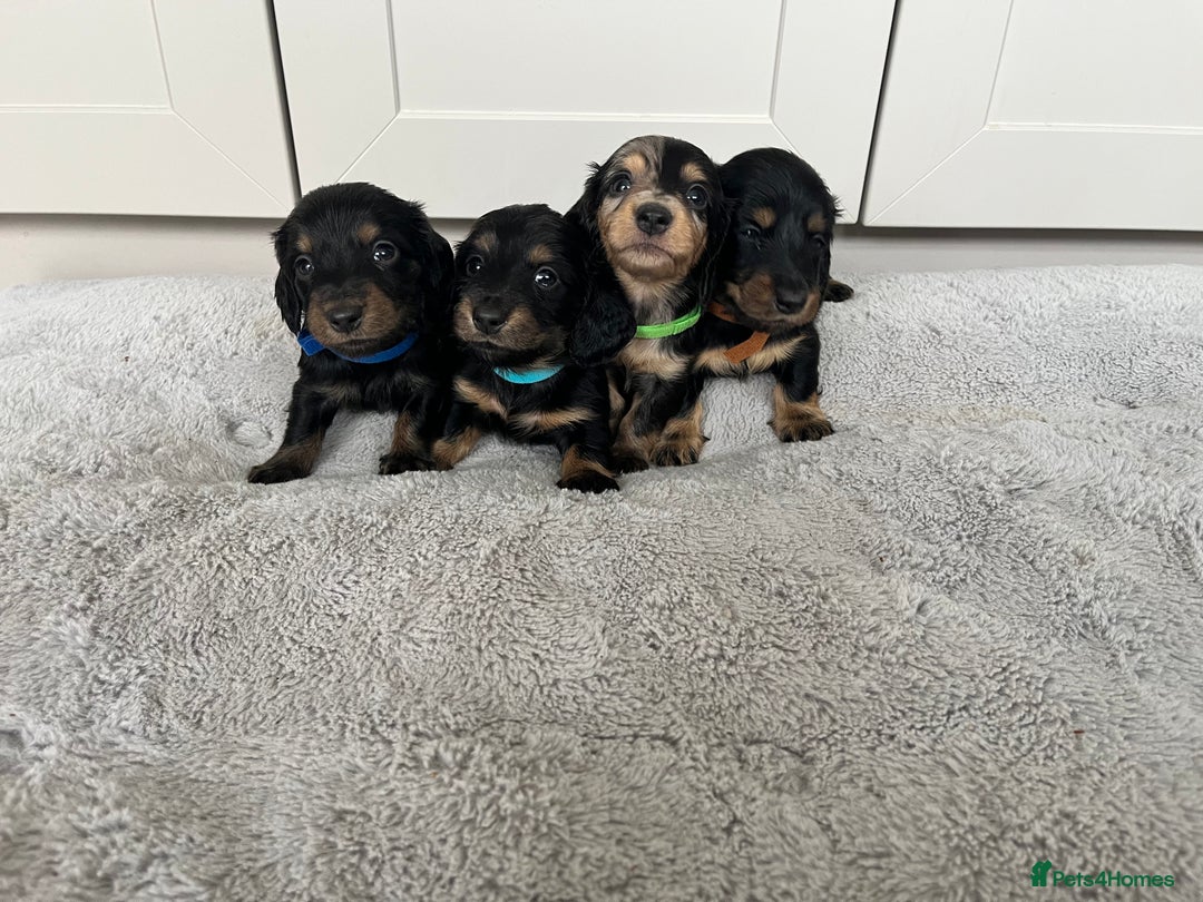 Dachshund dogs for sale: STANDARD LONGHAIR DACHSHUNDS - Image 6