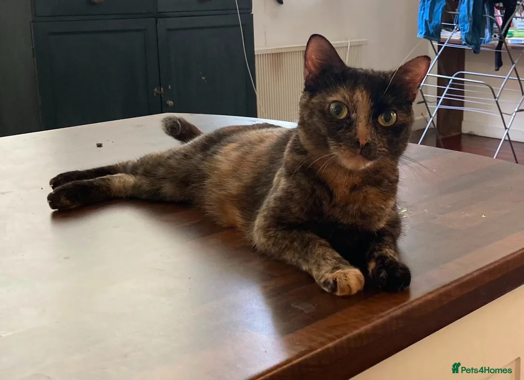 Scottish Fold cats for sale: Three Stunning Girls and Two Charming Boys in London - Advert 1
