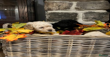 Miniature Poodle dogs Very well bred KC Miniature Poodles - Advert 11