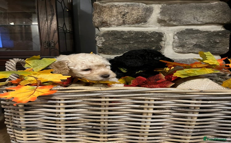 Miniature Poodle dogs Very well bred KC Miniature Poodles - Advert 3