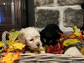 Miniature Poodle dogs Very well bred KC Miniature Poodles - Advert 4