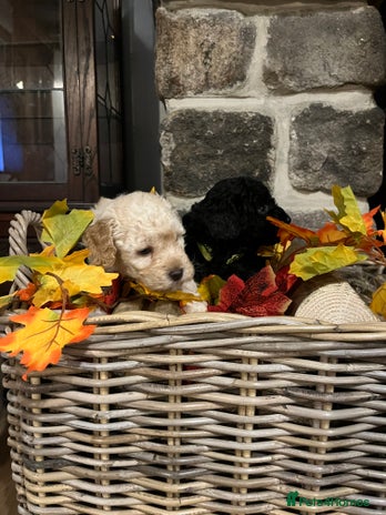 Miniature Poodle dogs Very well bred KC Miniature Poodles - Advert 10