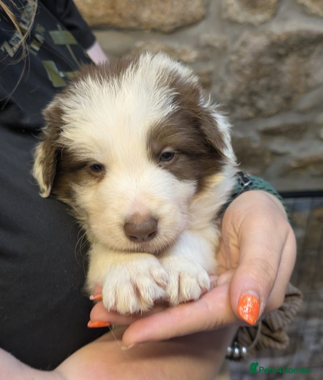Border Collie dogs for sale: Red/White border collie puppies - Image 10