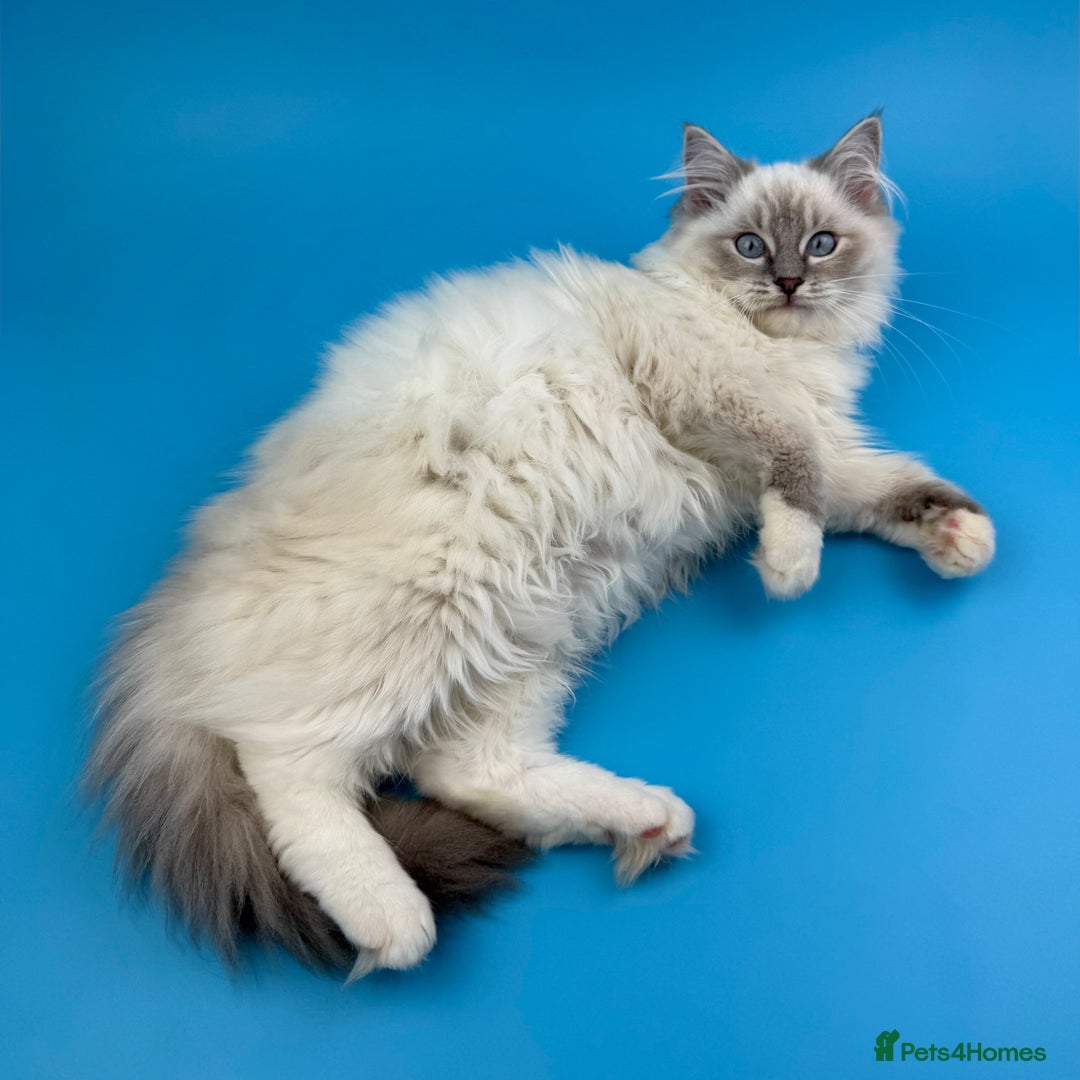 Ragdoll cats for sale: 💙 STUNNING GCCF GRCH SIRED RAGDOLL KITTENS 💙 - Advert 26