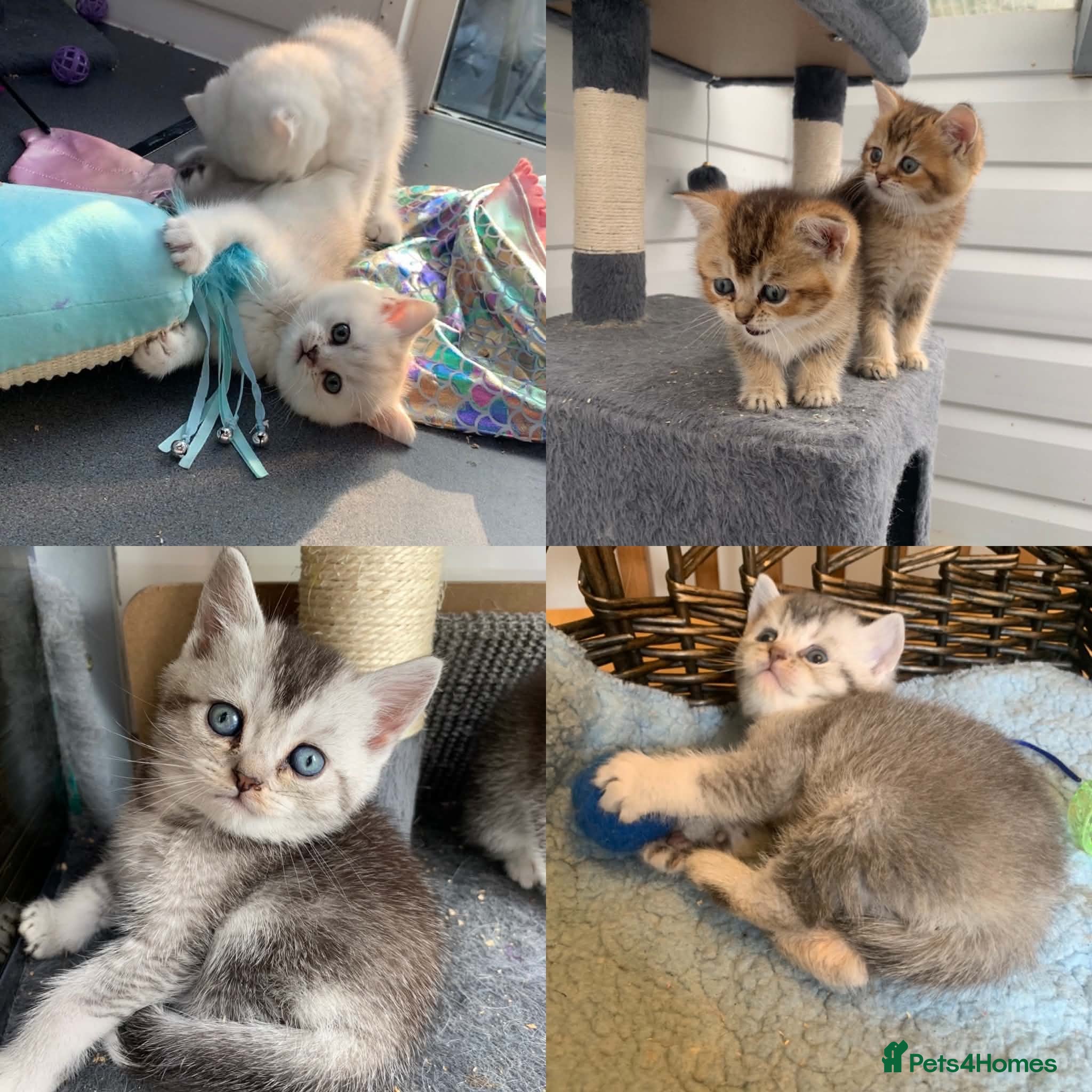 British Shorthair cats BSH Silver and Blue Ticked Shaded - Advert 1