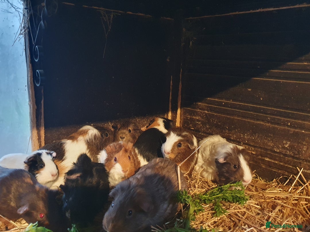 Guinea Pig rodents for sale: Guinea pigs  - Advert 6