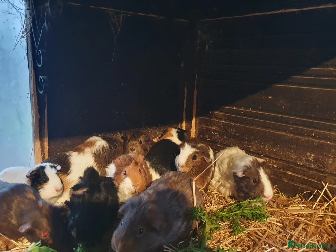 Guinea Pig rodents for sale: Guinea pigs  - Advert 6