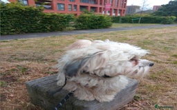 Mixed Breed dogs for sale: Beautiful Lhasa Apso boy - Image 3