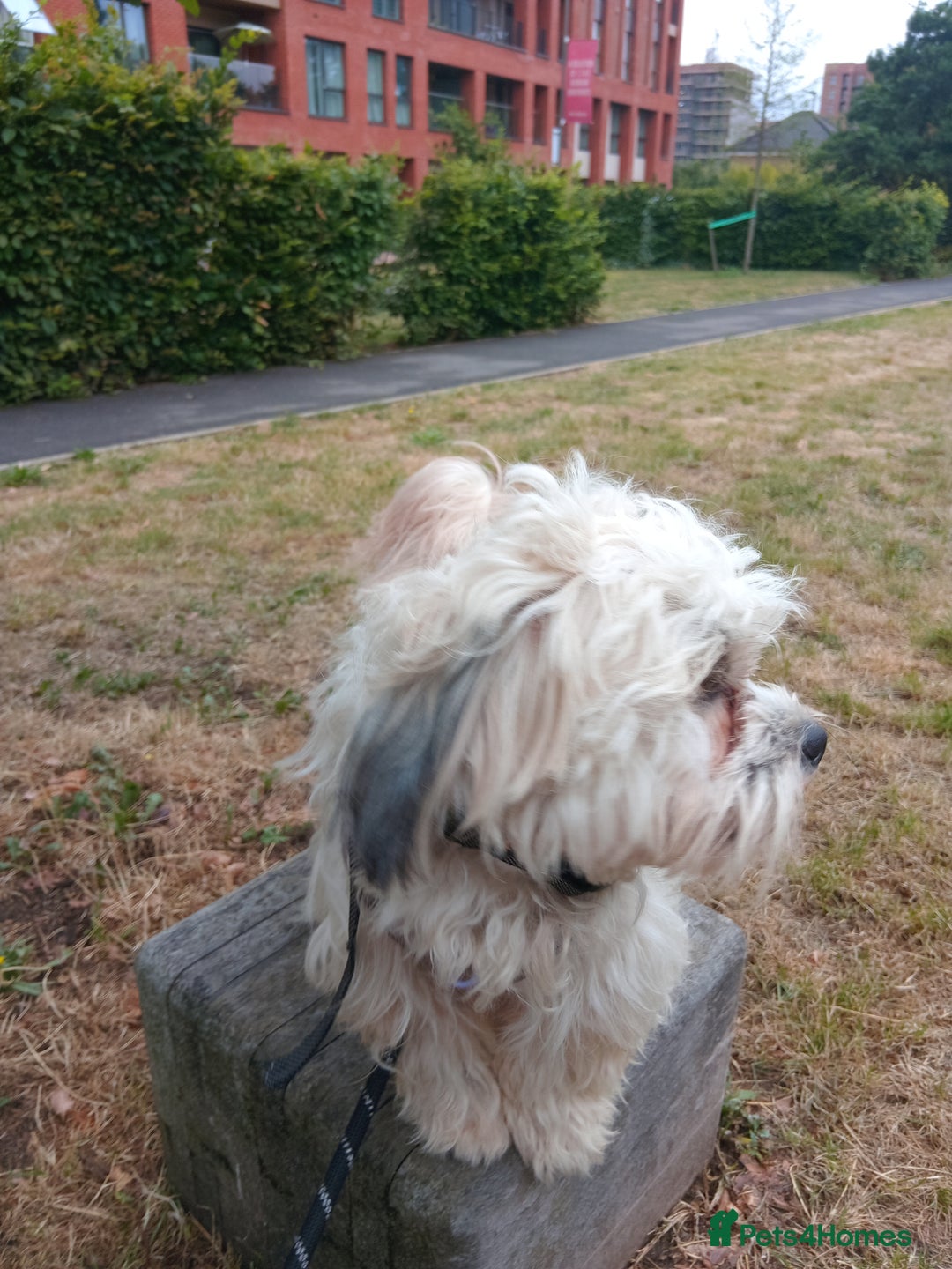 Mixed Breed dogs for sale: Beautiful Lhasa Apso boy - Image 3