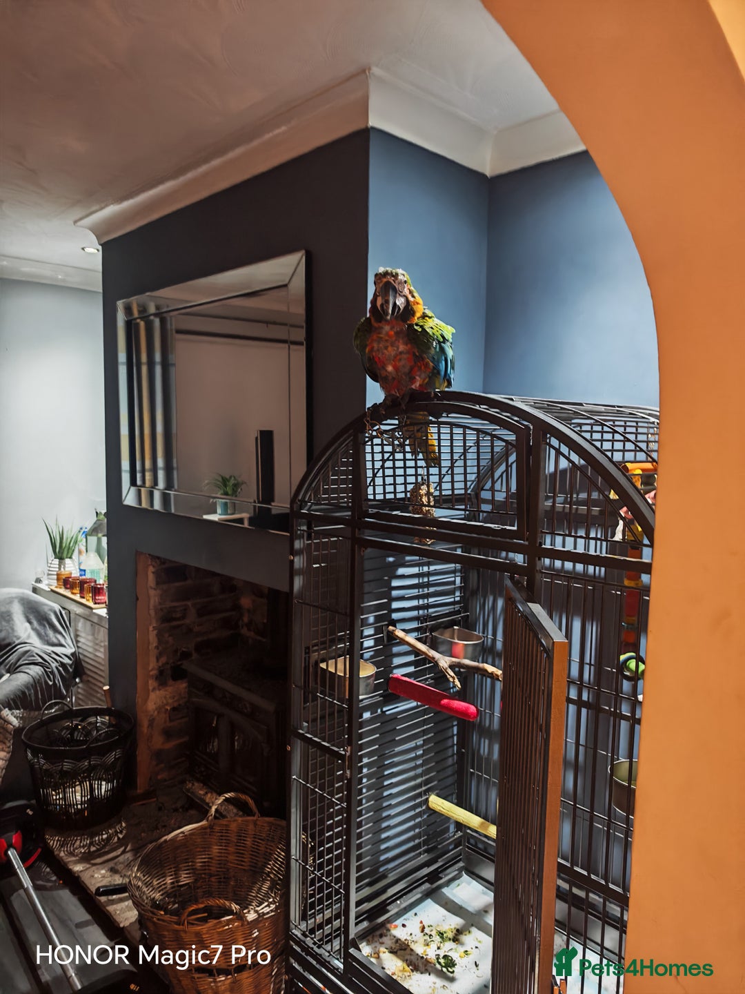 Macaws birds for sale: Harlequin macaw - complete set up  - Advert 4