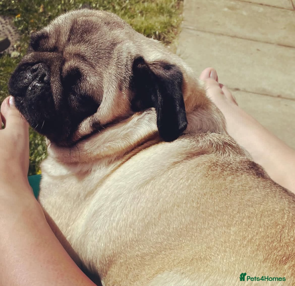 Pug dogs Pug Shirley  - Advert 10