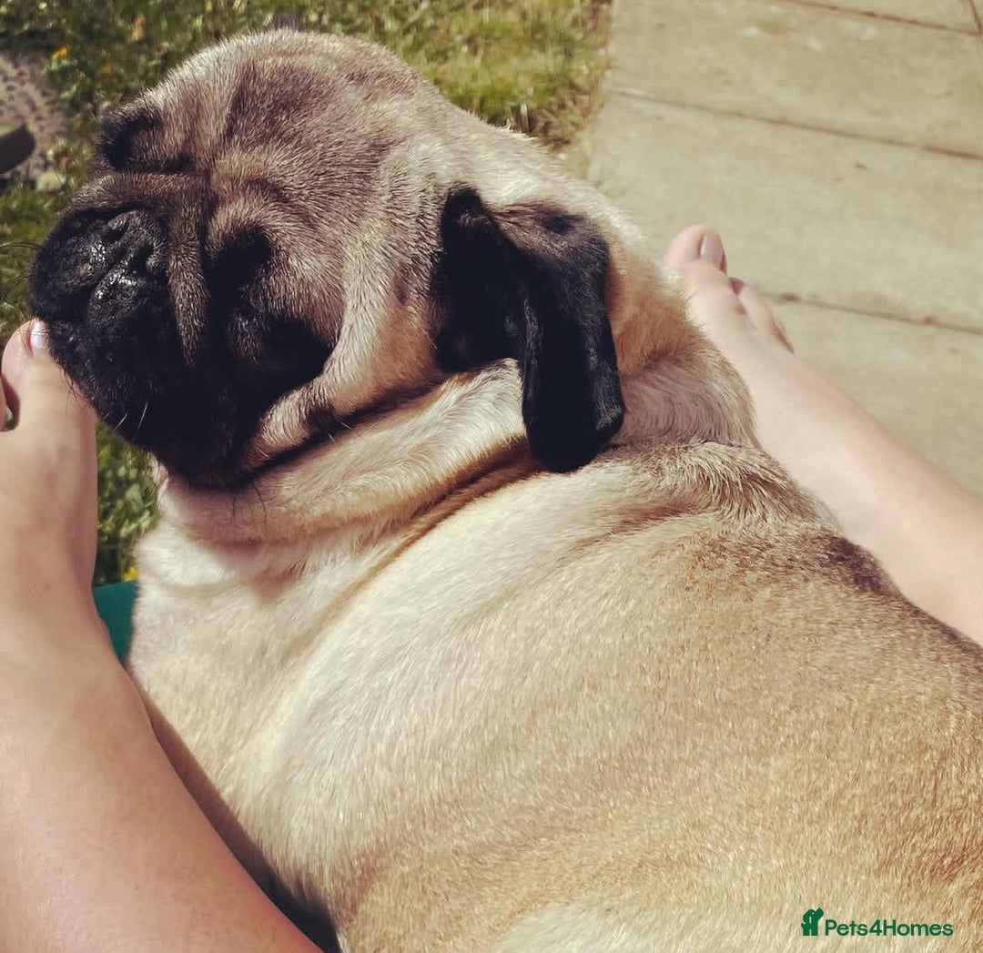 Pug dogs for sale: Pug Shirley  - Advert 1