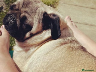 Pug dogs Pug Shirley - Advert 2