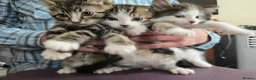 Mixed Breed cats for sale: Beautiful Bengal and Himalayan Kittens for Sale - Advert 1