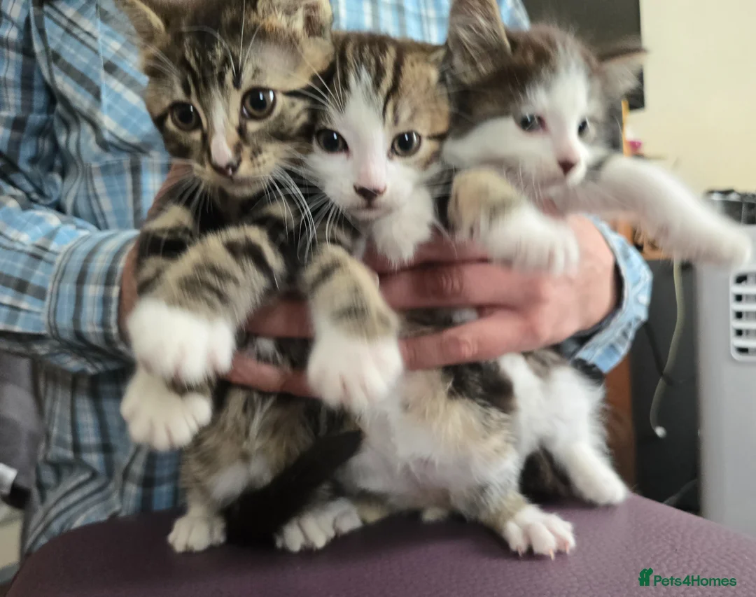 Mixed Breed cats for sale: Beautiful Bengal and Himalayan Kittens for Sale - Advert 1