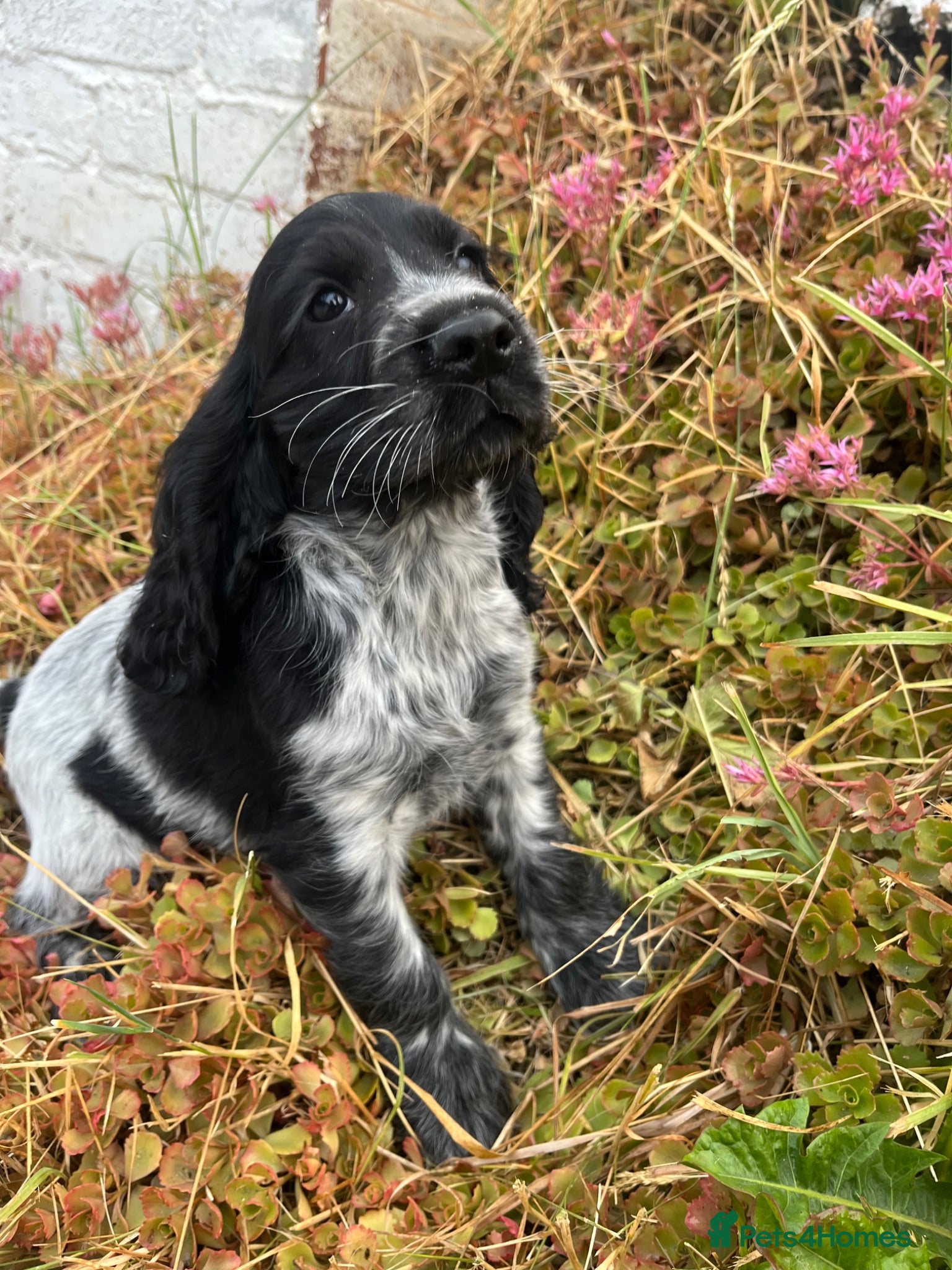 Cocker Spaniel dogs Stunning show type cocker spaniel puppies  - Advert 3