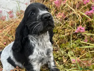 Cocker Spaniel dogs Stunning show type cocker spaniel puppies - Advert 12