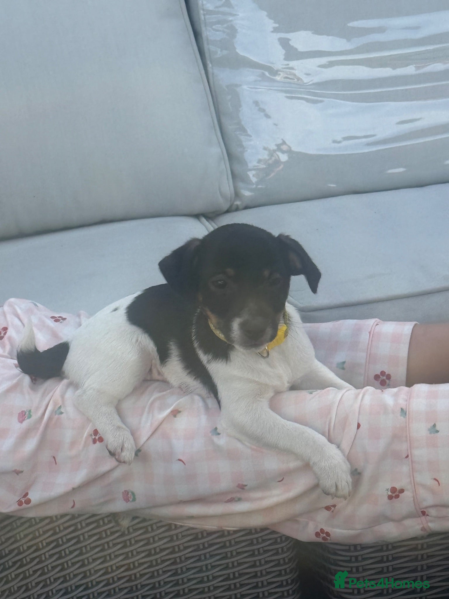 Jack Russell dogs Beautifull Jack Russell puppies  - Advert 2