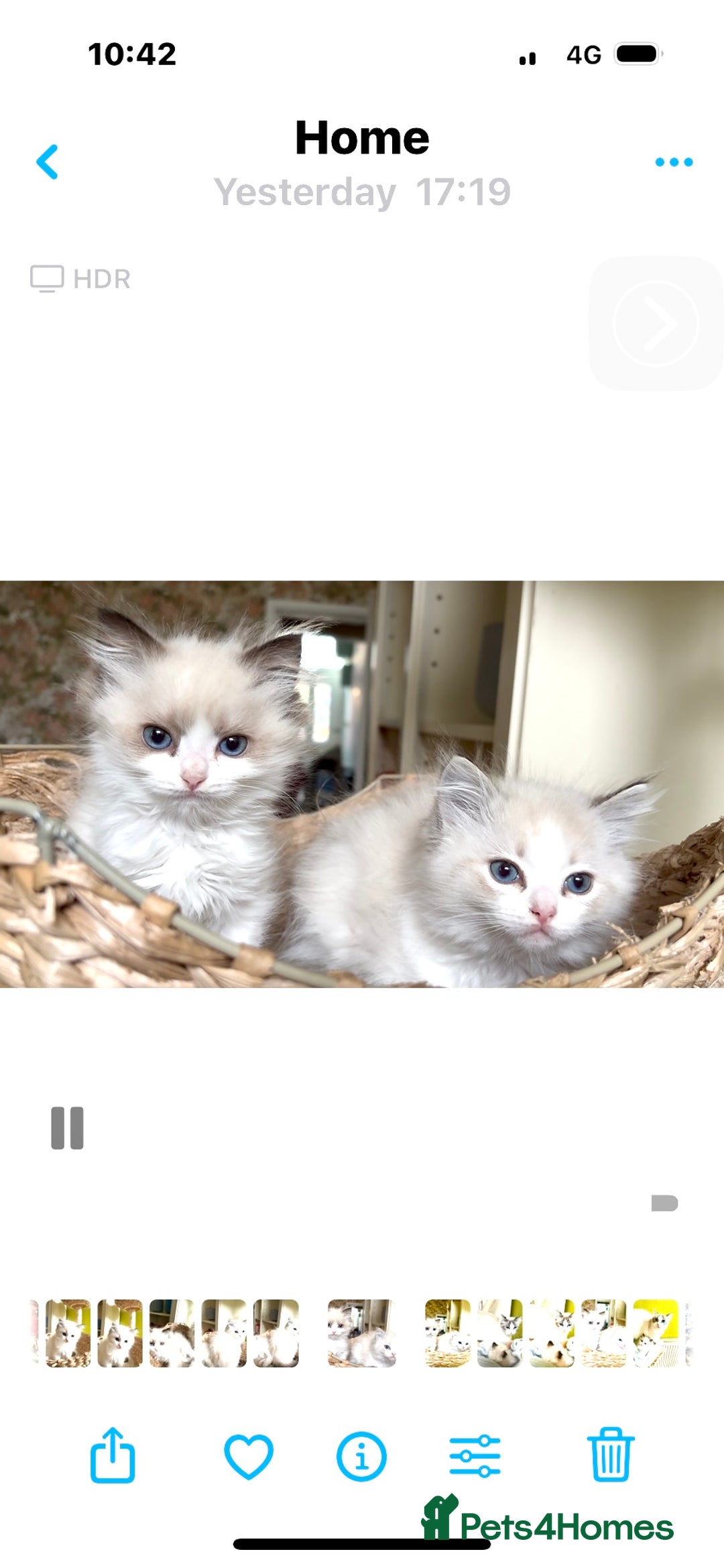 Ragdoll cats for sale: Ragdoll kittens purebred - Image 5
