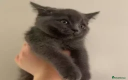 British Shorthair cats for sale: beautiful British shorthair Kittens  - Image 5