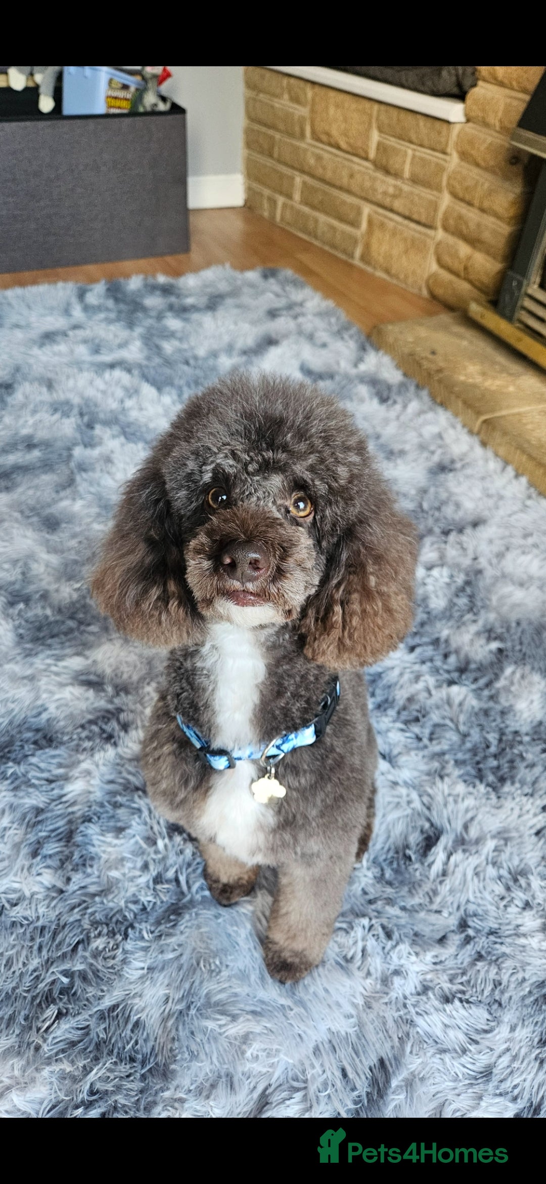 Miniature Poodle dogs Proven🏆, miniature poodle - Advert 8