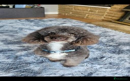 Miniature Poodle dogs for stud: Proven🏆, miniature poodle - Image 1