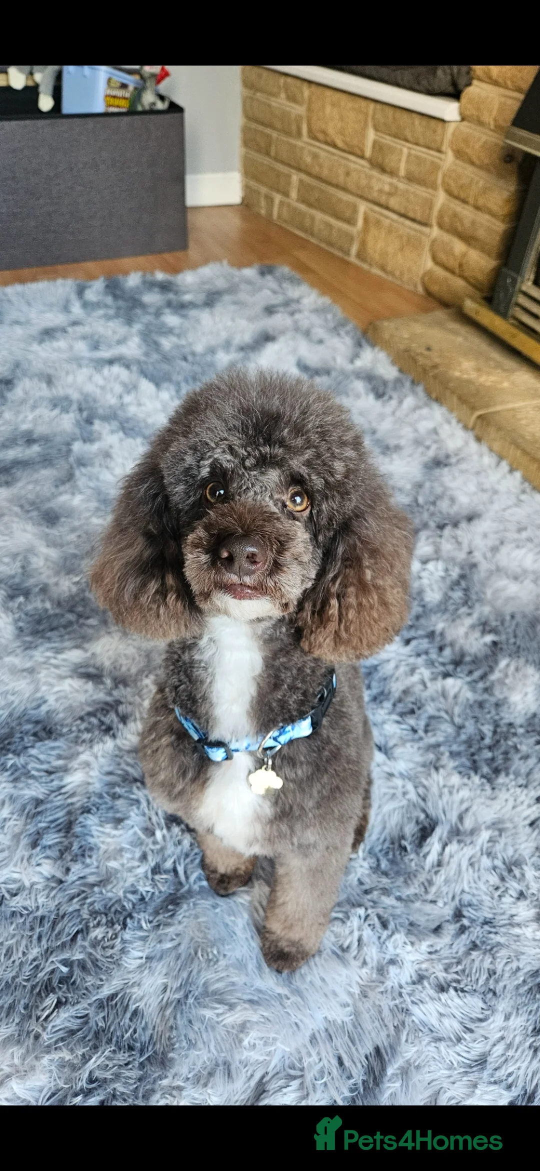 Miniature Poodle dogs for stud: Proven🏆, miniature poodle - Advert 1