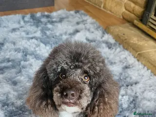 Miniature Poodle dogs Proven🏆, miniature poodle - Advert 16