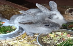 Mixed Breed rabbits for sale: Baby rabbits  - Advert 7