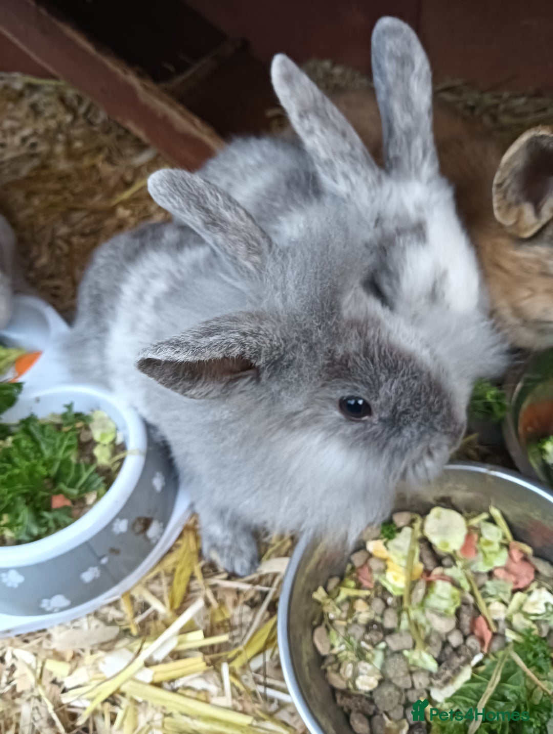 Mixed Breed rabbits for sale: Baby rabbits  - Advert 7