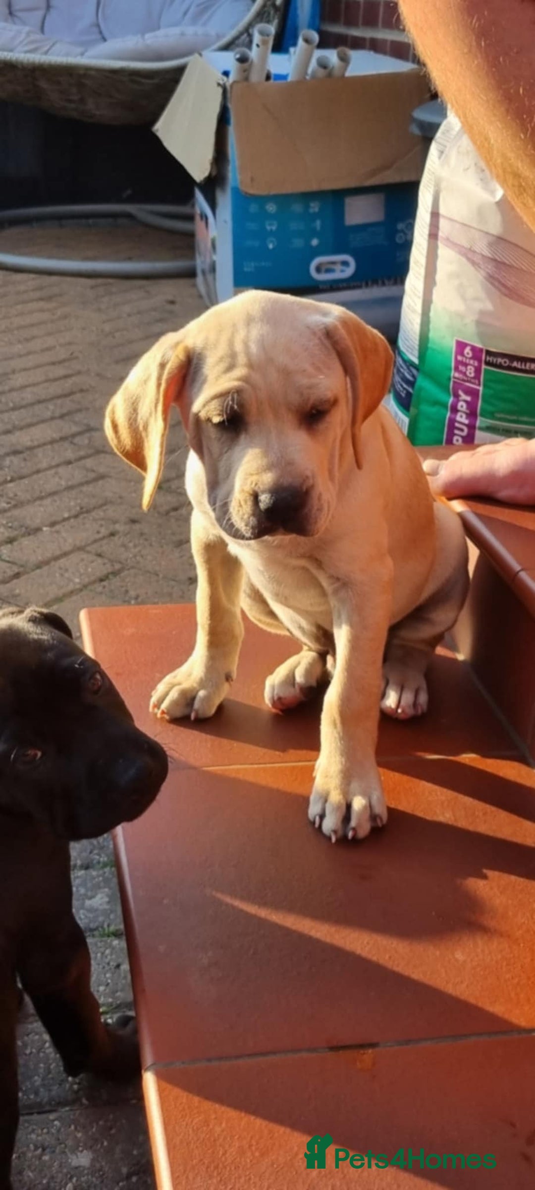 Mixed Breed dogs for sale: Ready to collect – Cane Corso x Staffy puppies  - Image 2