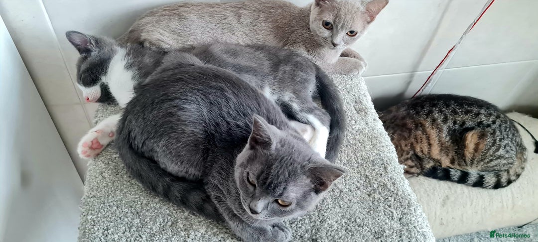 British Shorthair cats for sale: Beautiful Blue British, Lilac, Color point, Tabby  - Image 31