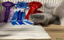 Persian cats for sale: Gccf hobby breeder - Image 7