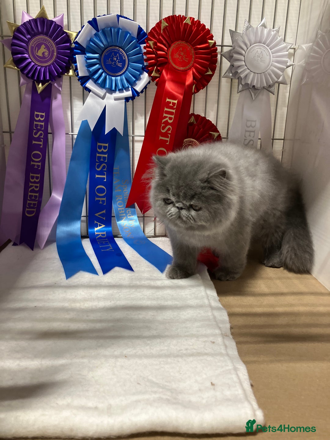 Persian cats for sale: Gccf hobby breeder - Image 7