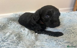 Cockapoo dogs for sale: 🖤BEAUTIFUL COCKAPOO FOR SALE🖤 - Advert 18