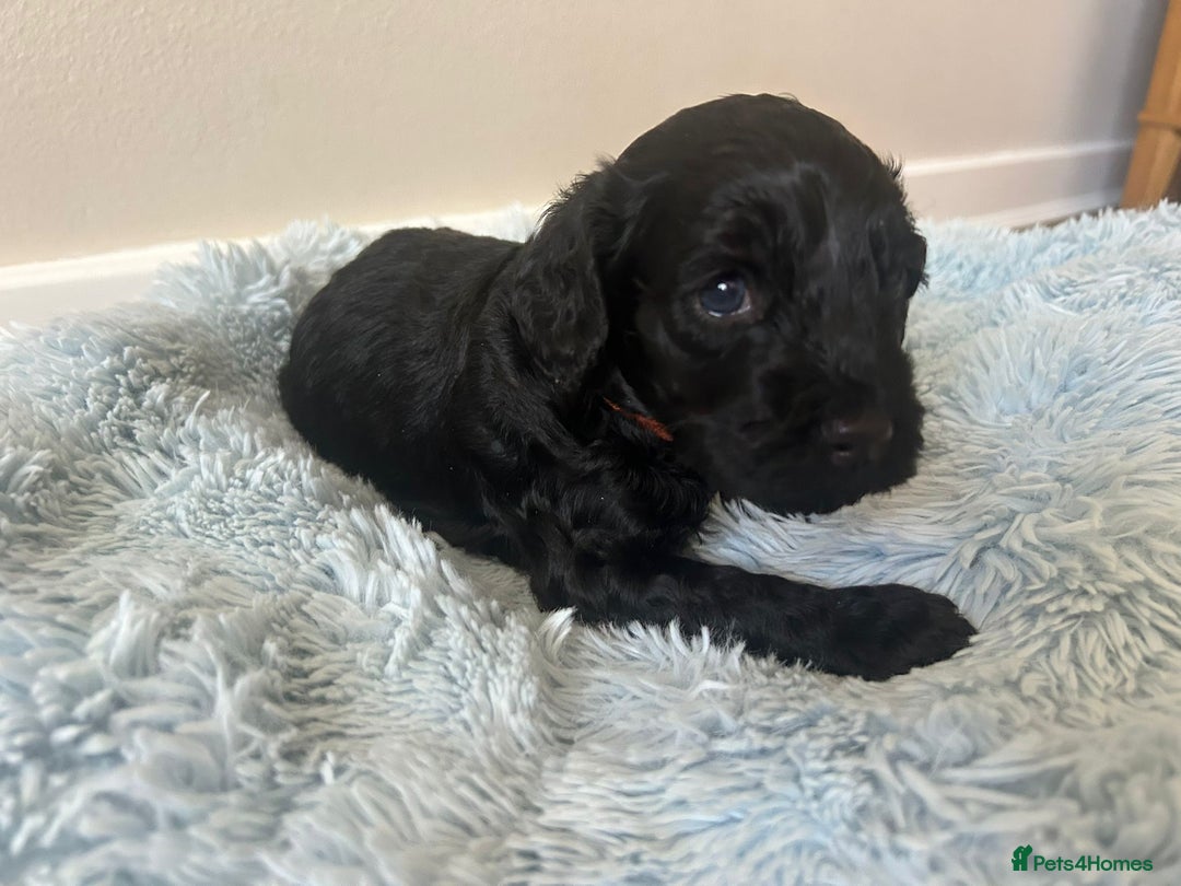 Cockapoo dogs for sale: 🖤BEAUTIFUL COCKAPOO FOR SALE🖤 - Advert 18