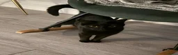 Mixed Breed cats for sale: Older kitten looking for a loving home - Advert 5
