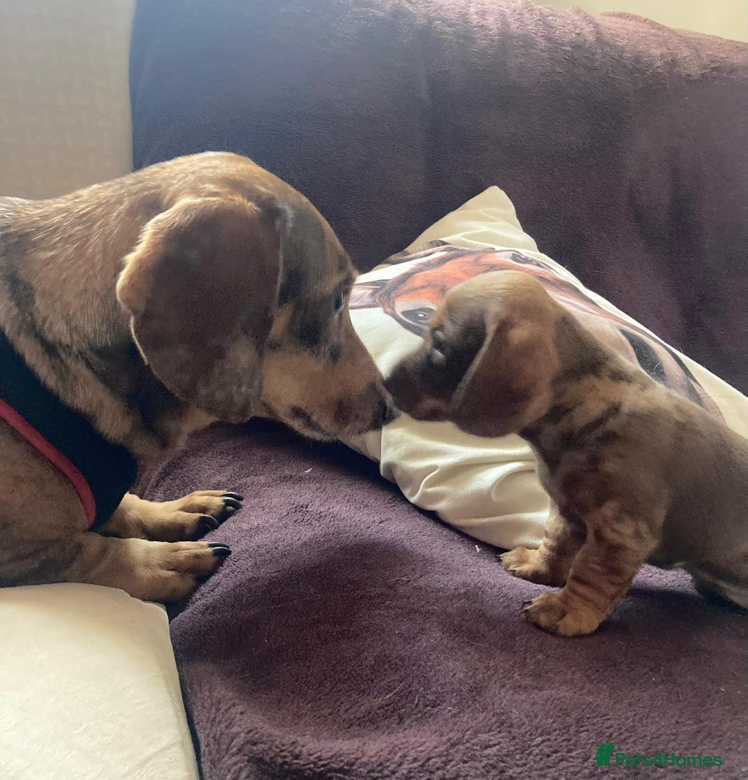 Dachshund dogs for sale: 3 male 2 female dashound puppies ready to go. - Image 13