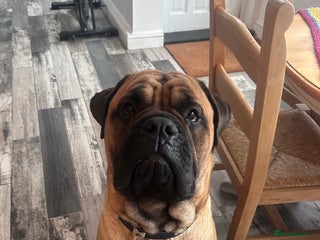 Bullmastiff dogs - Advert 33