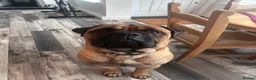 Bullmastiff dogs for stud: Gorgeous bullmastiff stud - Advert 1